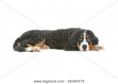  Štěně BERNSKÝ SALAŠNICKÝ PES - 4 měsíce (berner sennenhund, jestli)
