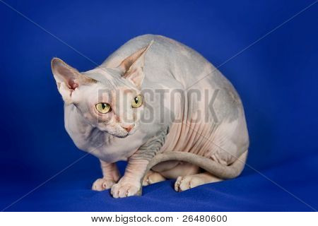 Gatto multicolore su fondo blu - Canadian Sphynx