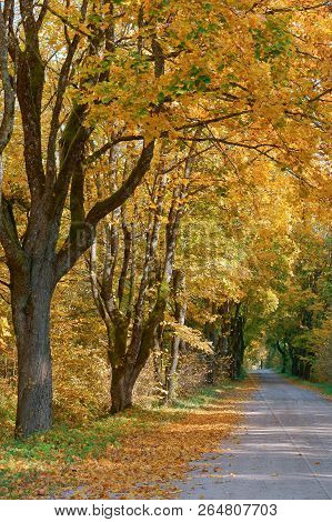 Forest Road In Autumn Leaves, Autumn Landscape, Forest Trail, Rominten Forest
