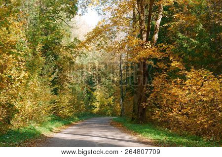Forest Road In Autumn Leaves, Autumn Landscape, Forest Trail, Rominten Forest