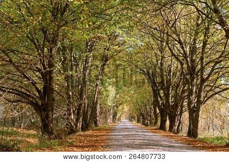 Forest Road In Autumn Leaves, Autumn Landscape, Forest Trail, Rominten Forest