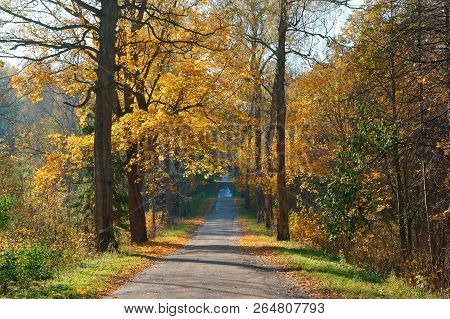 Forest Road In Autumn Leaves, Autumn Landscape, Forest Trail, Rominten Forest