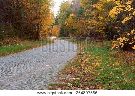 Forest Road In Autumn Leaves, Autumn Landscape, Forest Trail, Rominten Forest