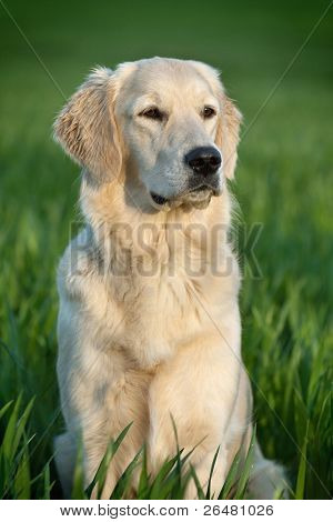 美丽的小狗-黄金猎犬的肖像