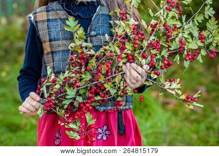 A Branch Of Hawthorn In The Hands Of A Cute Girl In The Garden.