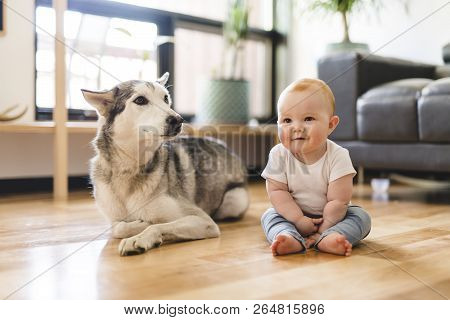 Baby Girl Sitting With Husky On The Floor
