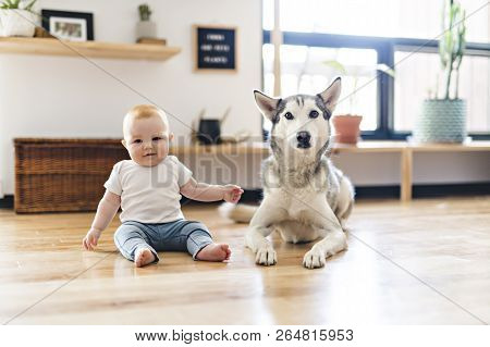 Baby Girl Sitting With Husky On The Floor