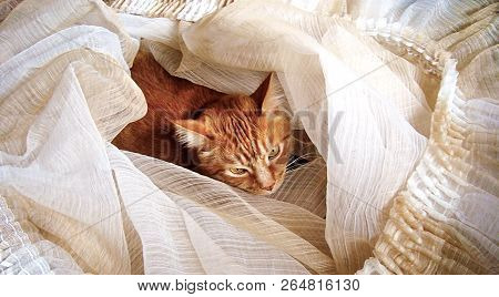 Red Domestic Kitten Climbed Into Curtains That Lay On Floor. Fluffy Ginger Cat Wrapped Up In Tulle F