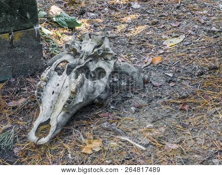 American Horned Cow Head Skull Laying In The Forest With Teeth And Some Missing