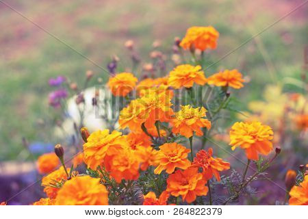 Autumn Orange Flowers On The Ground Tagetis Bloom In A Row Years Natural Plant Selective Focus Blurr