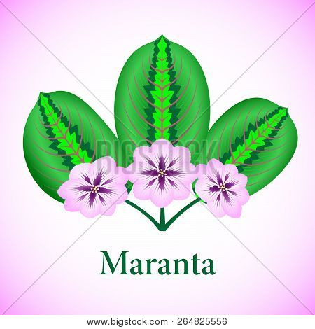 Leaves And Flowers Marant Isolated On Purple Background. Vector Illustration