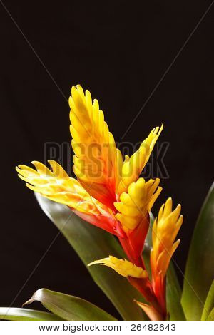 Vinduet plante 