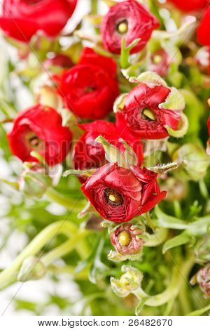 Ranuncolo rosso
