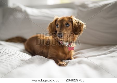 A Cute Teckel Dog At Home On Bed