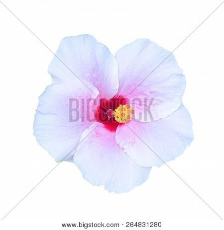 Chaba Flower,hibiscus Flower An Isolated On White Background