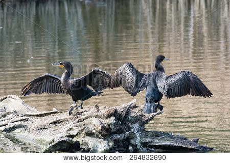 Two Double-crested Cormorants Dry Their Wings While Standing On A Log In A Pond.