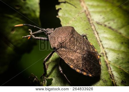Macro Photography Of Shield Bug On Green Leaves In Nature.