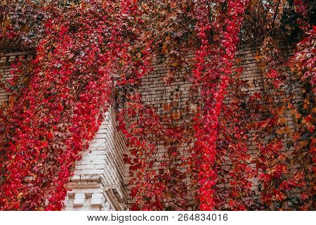 Background Of Red And Green Virginia Creeper Known As Five-leaved Ivy On The Wall.
