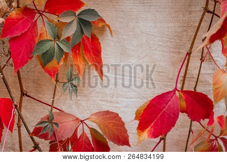Background Of Red And Green Virginia Creeper Known As Five-leaved Ivy On The Wall.