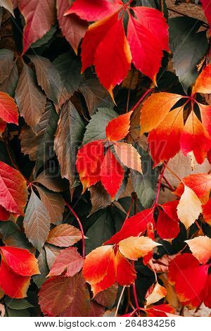 Background Of Red And Green Virginia Creeper Known As Five-leaved Ivy On The Wall.