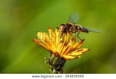 Bee collects nectar from flower crepis alpina
