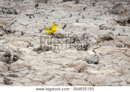 Beautiful Yellow Canary Sitting On Dried Out Clay Full Of Texture.