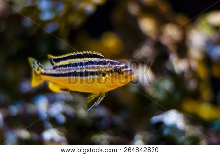 Cichlids Are One Of The Largest Families Of Fishes With More Than 2000 Types Of Cichlids, And New Sp