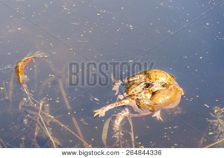 The Pairing Of Common Toads, Bugo-bufo Orgy In The Water.