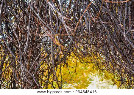 Autumn Branches Without Leaves Like An Arch Above The Path In The Park. Bare Tree Or Bush Branches