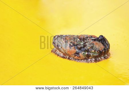 Shell From The Sea In Busan, South Korea