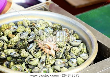 Shell From The Sea In Busan, South Korea