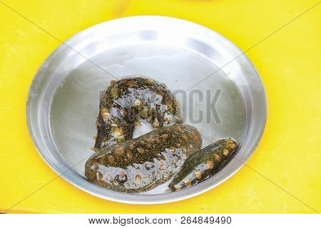 Sea Cucumber, Seafood Ingredients