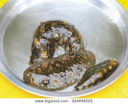 Sea Cucumber, Seafood Ingredients