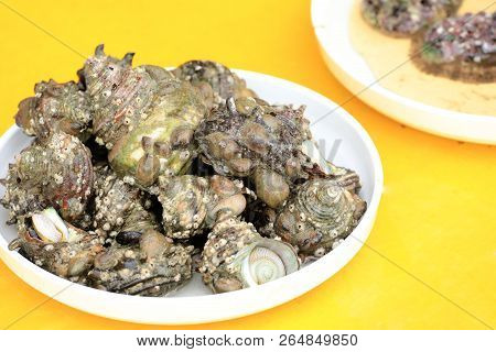 Shell From The Sea In Busan, South Korea