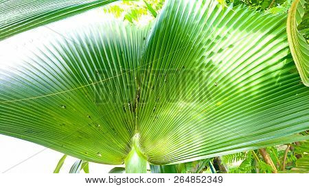Texture Of Palm Leaves Or Yarey Or Copernicia Baileyana. It Is An Ornamental Plant Which Is Grown In