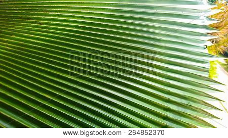 Texture Of Palm Leaves Or Yarey Or Copernicia Baileyana. It Is An Ornamental Plant Which Is Grown In