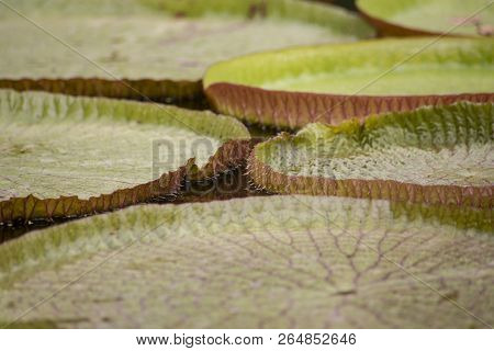 Closeup Of The Huge Floating Lilly Pad Leaves Of Victoria Regia