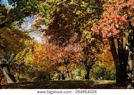 Colorful Foliage In Autumn, Altit Royal Garden, Gilgit-baltistan, Pakistan.