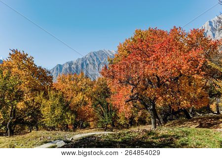 Colorful Foliage In Autumn With Mountain And Blue Sky In The Background. Altit Royal Garden, Gilgit-