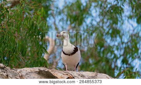 Australian Radjah Shelducks, Commonly Known As Burdekin Ducks, Sitting On A Tree Branch