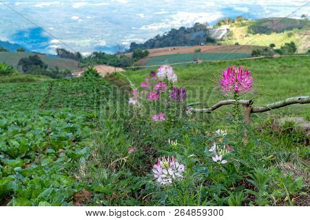 Tarenaya Hassleriana Flower On Top Of The Mountain.