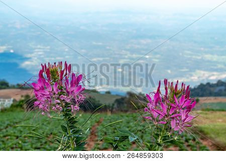 Tarenaya Hassleriana Flower On Top Of The Mountain.