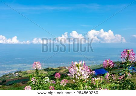 Tent And Tarenaya Hassleriana Flower On Top Of The Mountain.