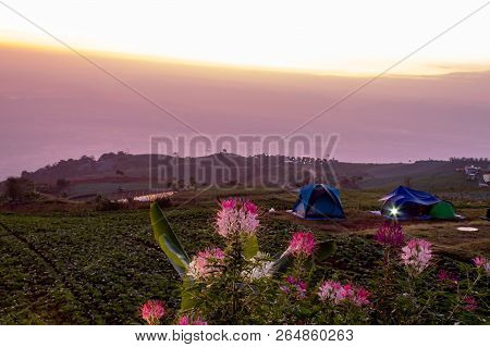 Tent And Tarenaya Hassleriana Flower On Top Of The Mountain.