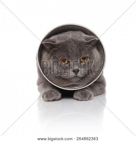 adorable scotish fold wearing a pet cone lying on white background
