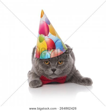 gentleman scotish fold is celebrating its birthday while lying on white background