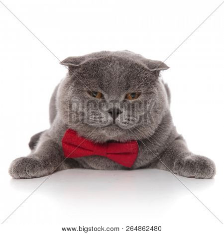 sad scotish fold wearing a red bowtie lying on white background 