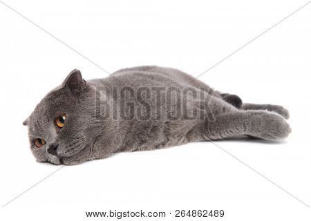  tired scotish fold lying on one side on white background and looking down to side