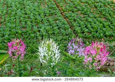Tarenaya Hassleriana Flower On Top Of The Mountain.