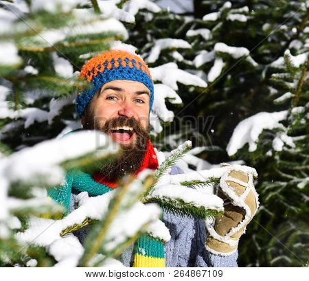 Macho With Beard And Mustache Hiding Between Firtrees Branches.